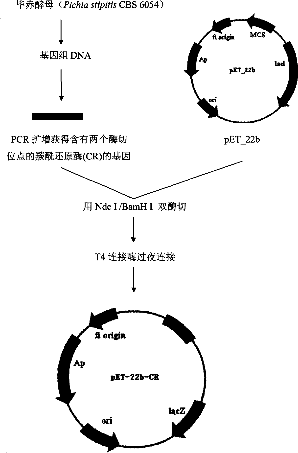 Use of carbonyl reductase in (S)-4-chloro-3 hydroxy butyric ether production