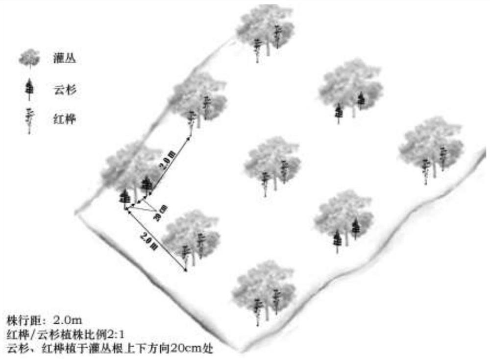 A Low-Cost Subalpine Degraded Forest Rapid Restoration Technology