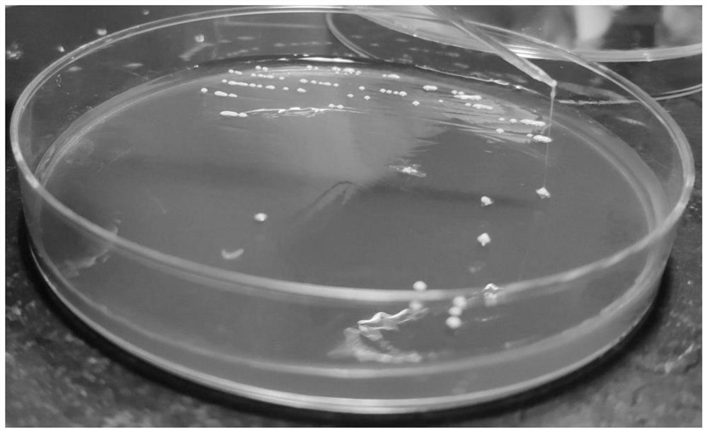 Exopolysaccharide produced by lactobacillus plantarum 589, preparation method, application and composition containing lactobacillus plantarum or exopolysaccharide