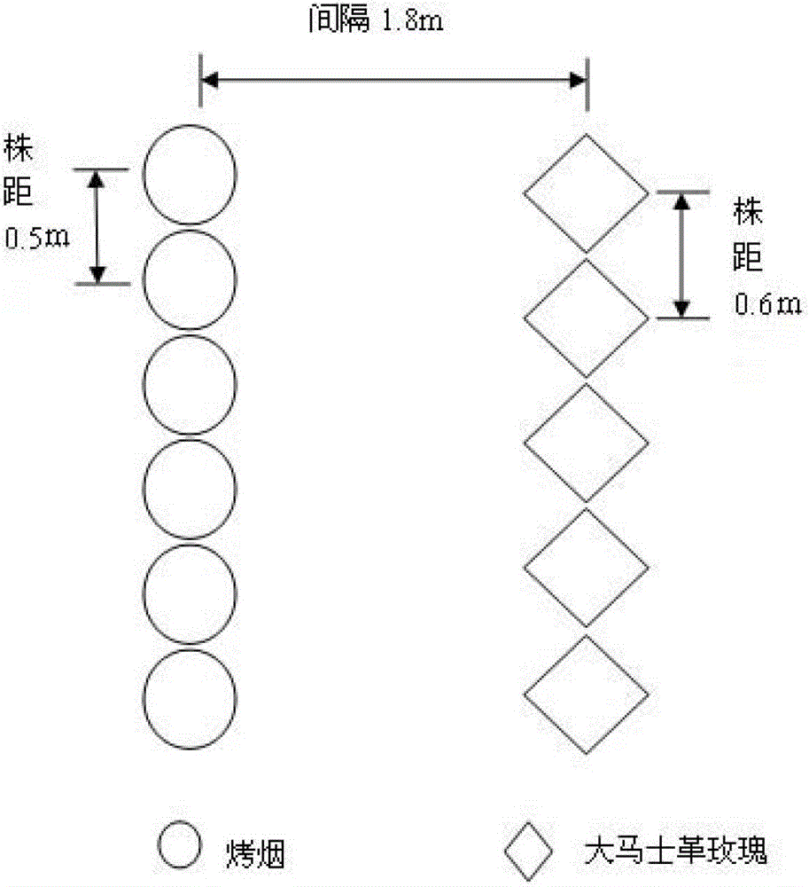 Flue-cured tobacco planting method for improving tobacco leaf quality by using rosa damascena