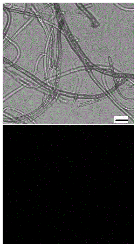 A kind of Agrobacterium-mediated botrytis gene transformation method