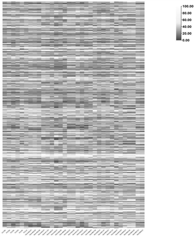 Advanced epitope peptides of hantavirus envelope glycoprotein, and coding gene and application thereof