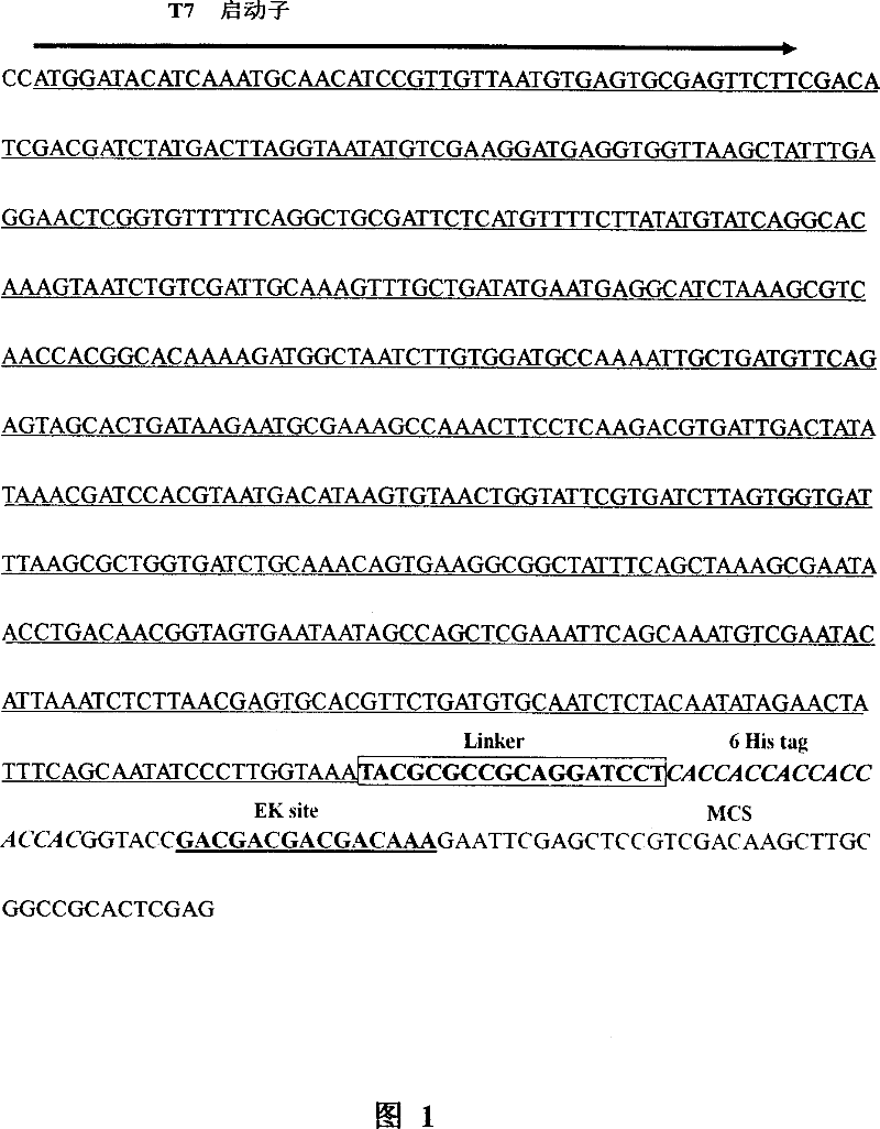 Efficient fusion expression carrier