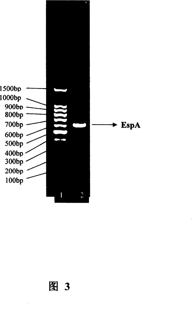 Efficient fusion expression carrier