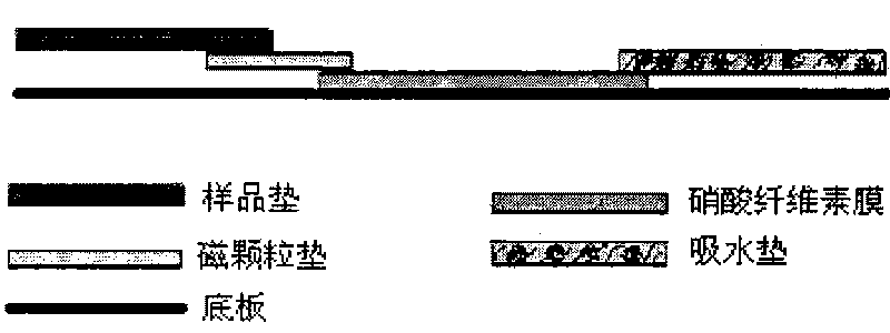 Magnetic immunochromatographic test strip for detecting hepatitis B e antigen and preparation method thereof