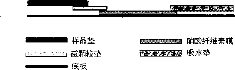 Magnetic immunochromatographic test strip for detecting hepatitis B e antigen and preparation method thereof