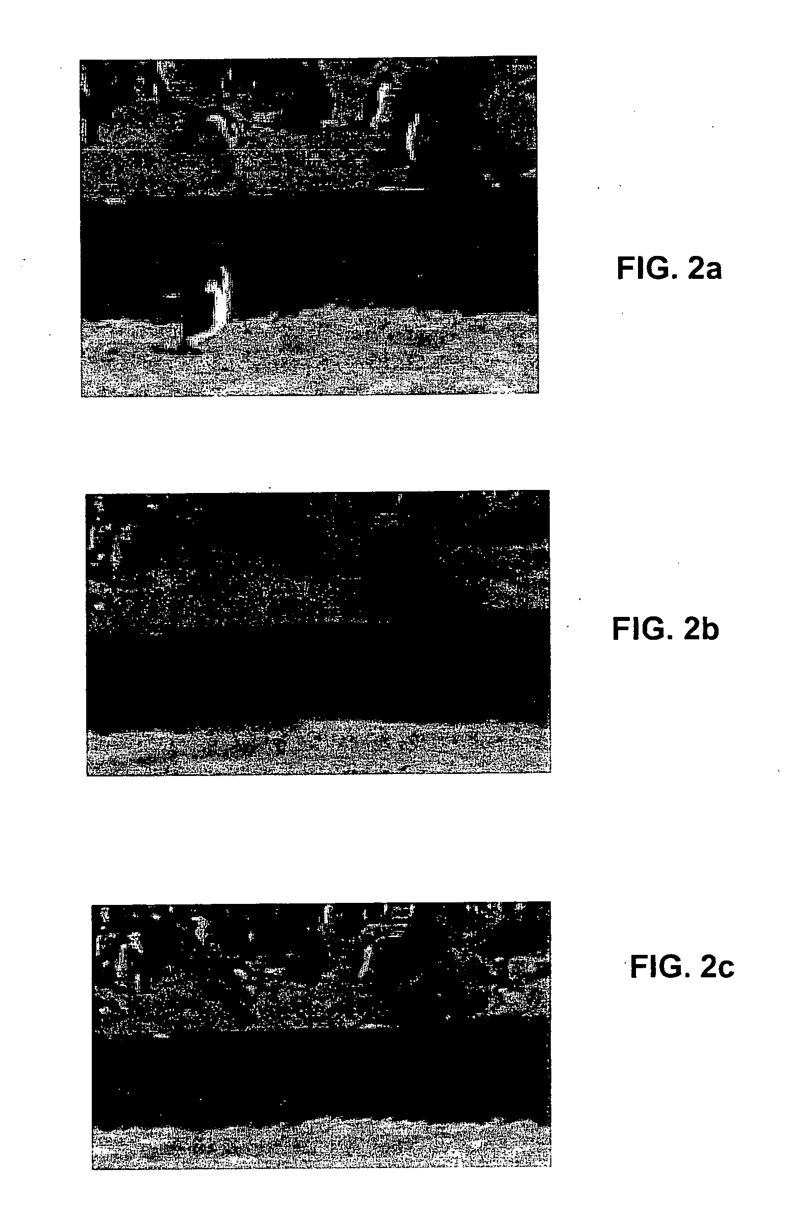 Online registration of dynamic scenes using video extrapolation