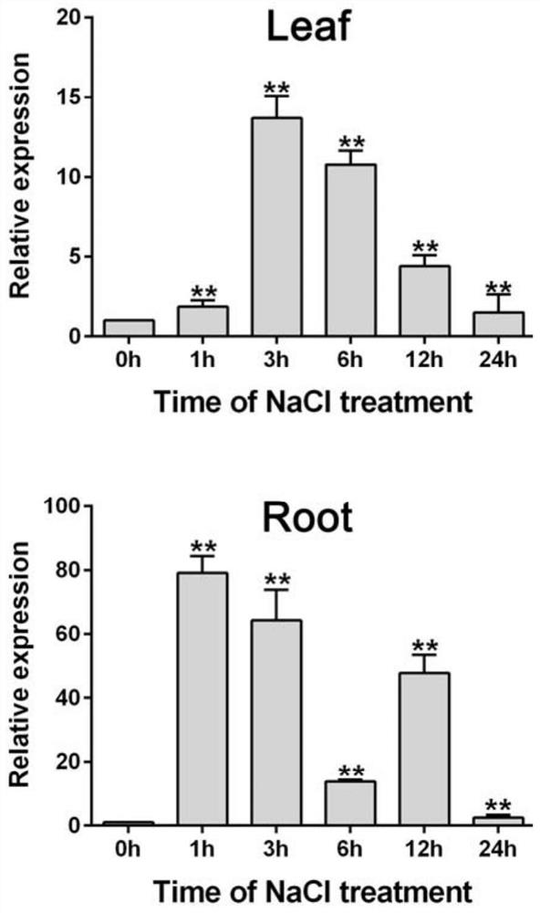 Application of maize 3-phosphate glycerol dehydrogenase zmgpdh5 and its coding gene in regulating plant stress tolerance