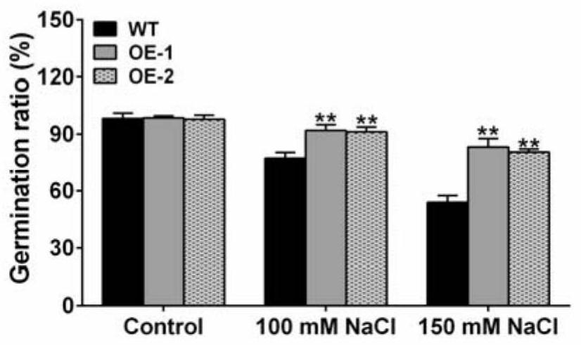 Application of maize 3-phosphate glycerol dehydrogenase zmgpdh5 and its coding gene in regulating plant stress tolerance