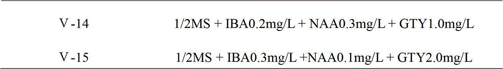 Microbody propagation expanding method of aquilaria malaccensis