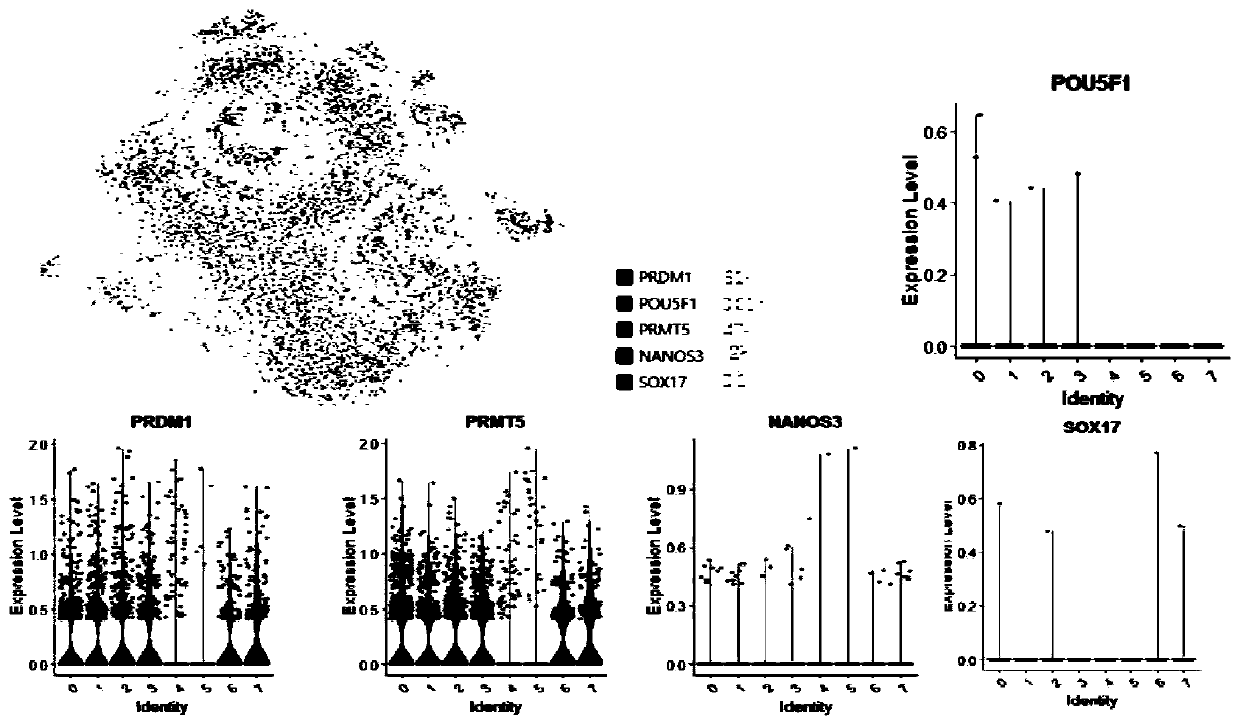 Transdifferentiation method of mesenchymal stem cells into sperms