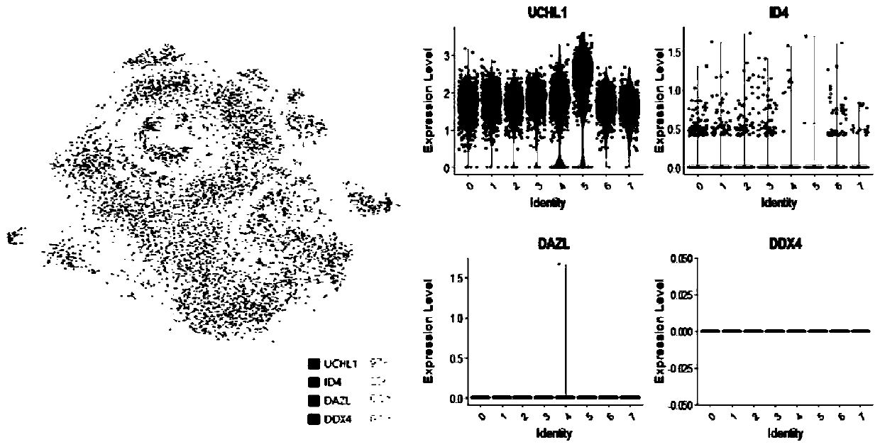 Transdifferentiation method of mesenchymal stem cells into sperms