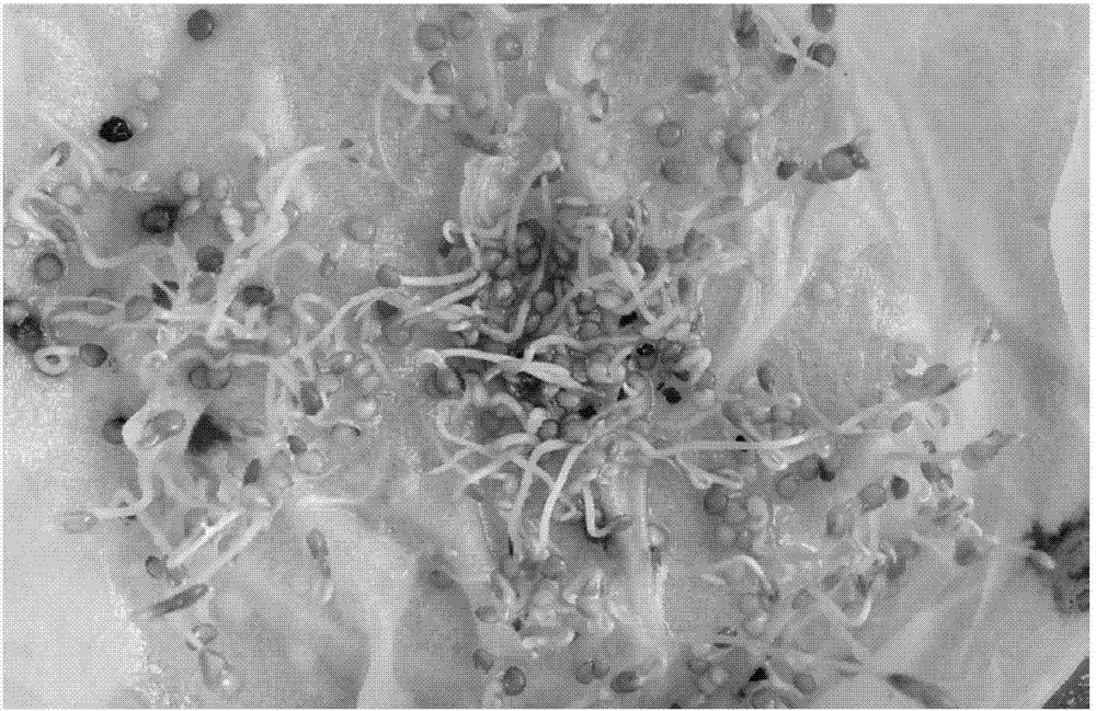 Functional water applied to pollution-free agricultural planting and application thereof to agricultural planting