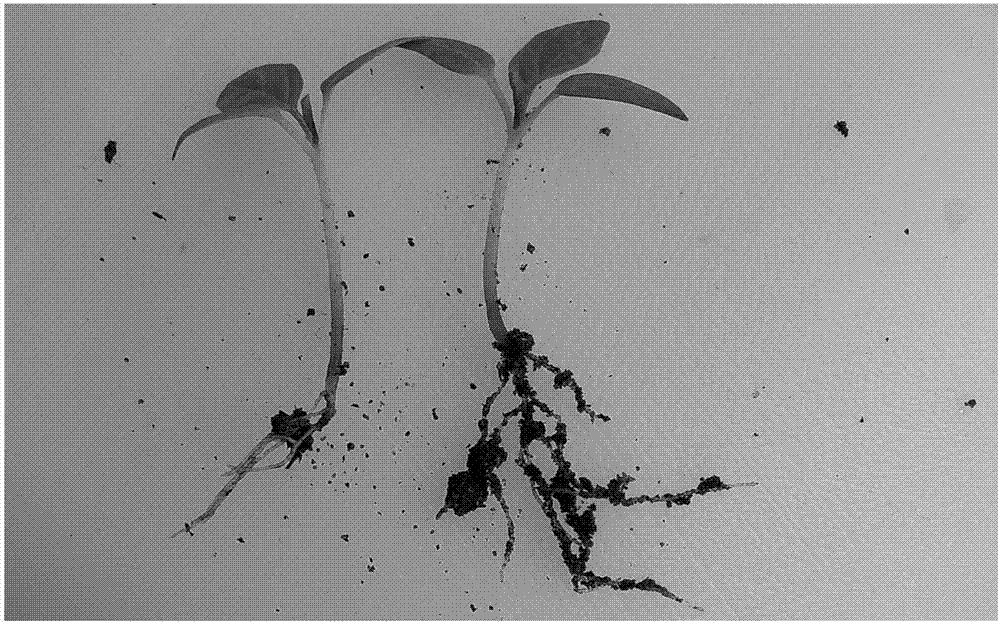 Functional water applied to pollution-free agricultural planting and application thereof to agricultural planting