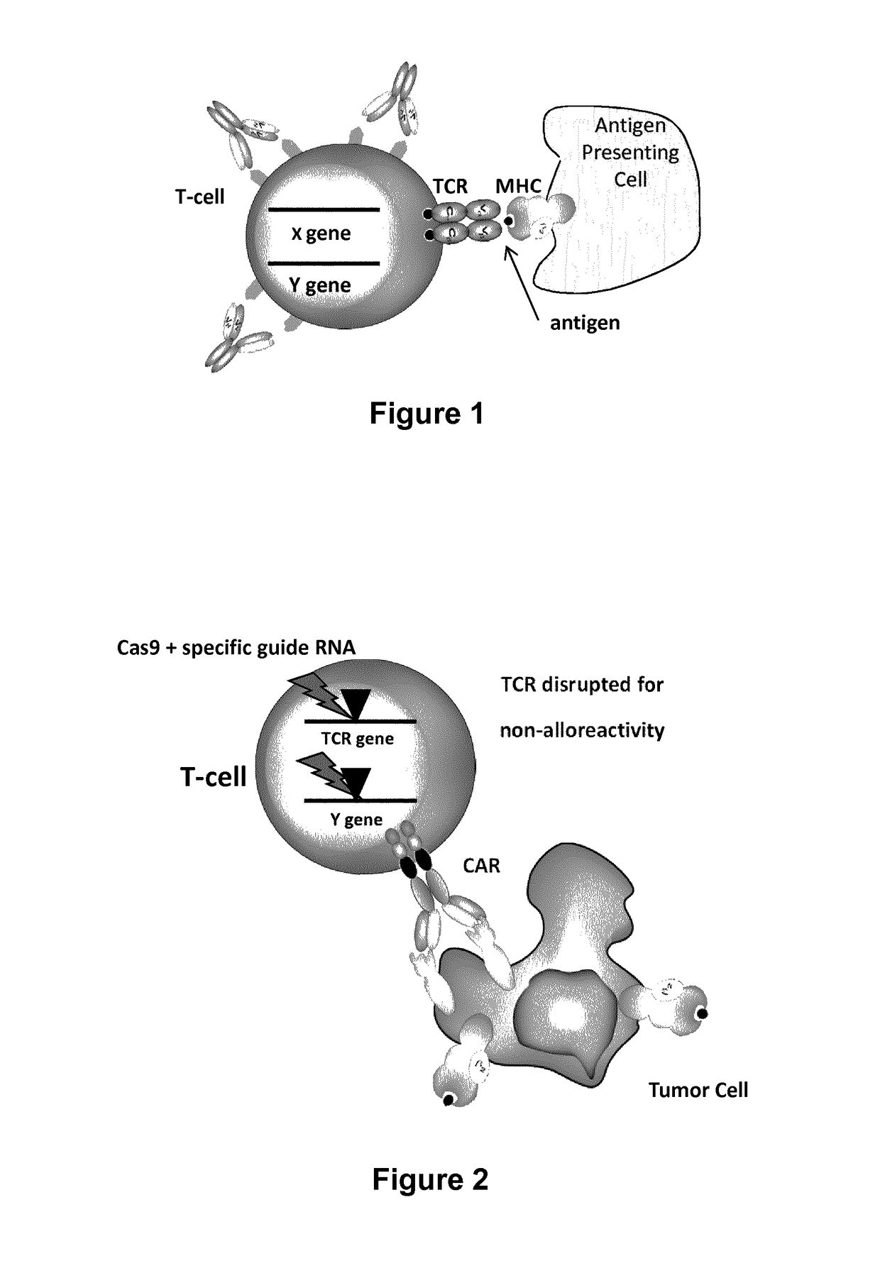 Methods for engineering T cells for immunotherapy by using RNA-guided CAS nuclease system