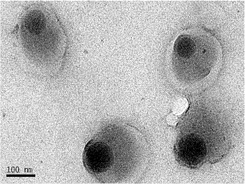 Multifunctional concrete structure endurance protective agent, preparation and application method thereof