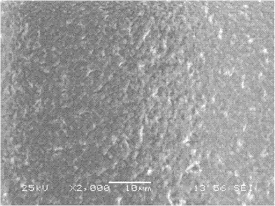 Multifunctional concrete structure endurance protective agent, preparation and application method thereof