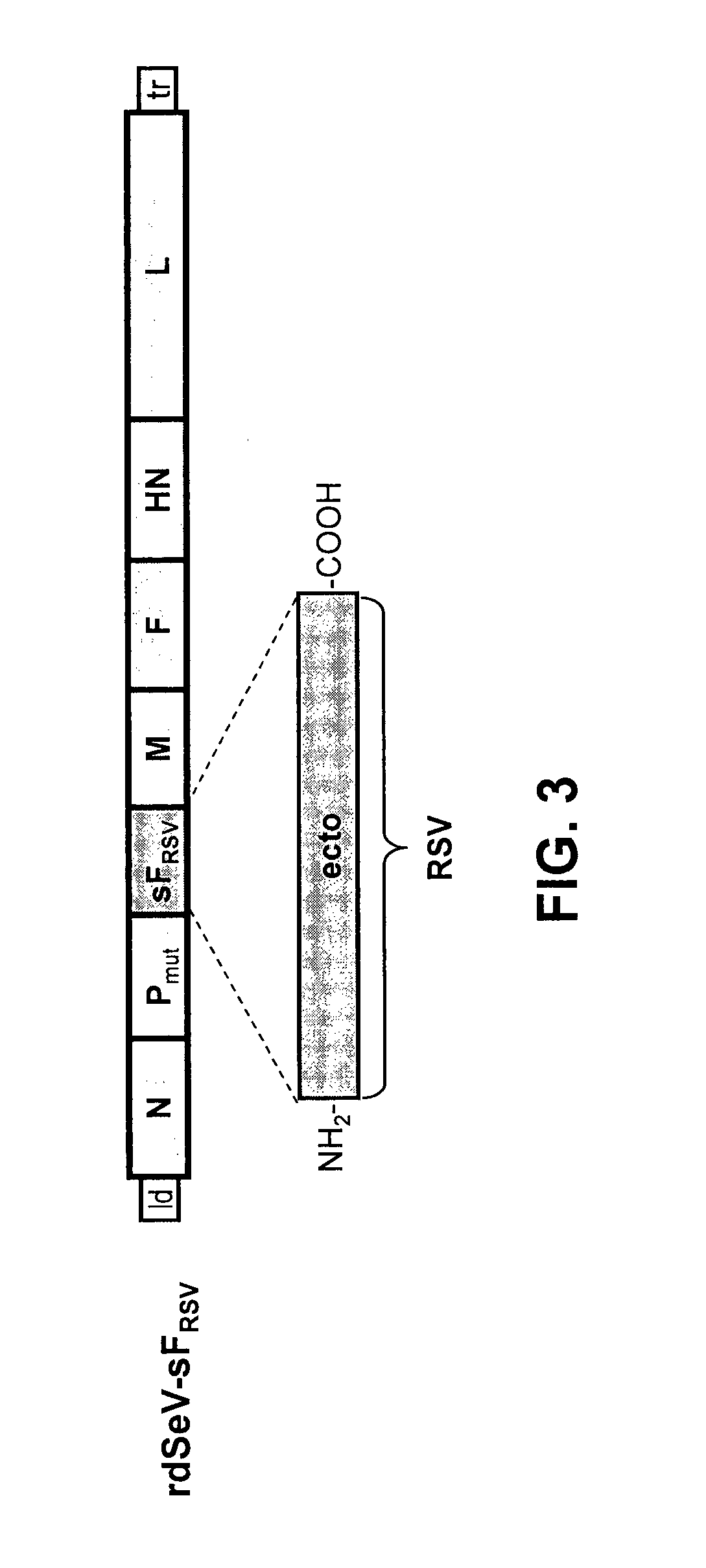 Semi-live respiratory syncytial virus vaccine