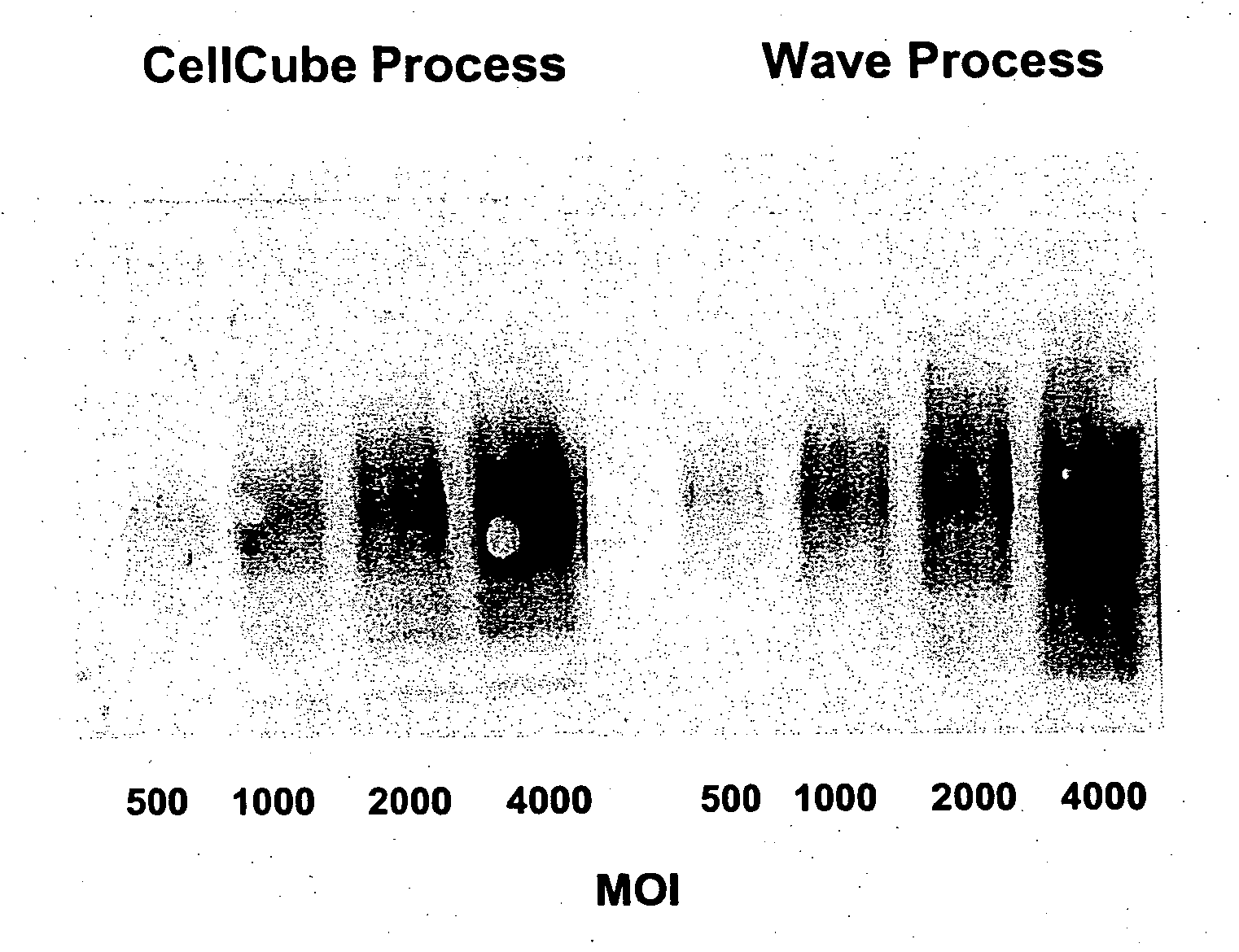 Novel method for the protection and purification of adenoviral vectors