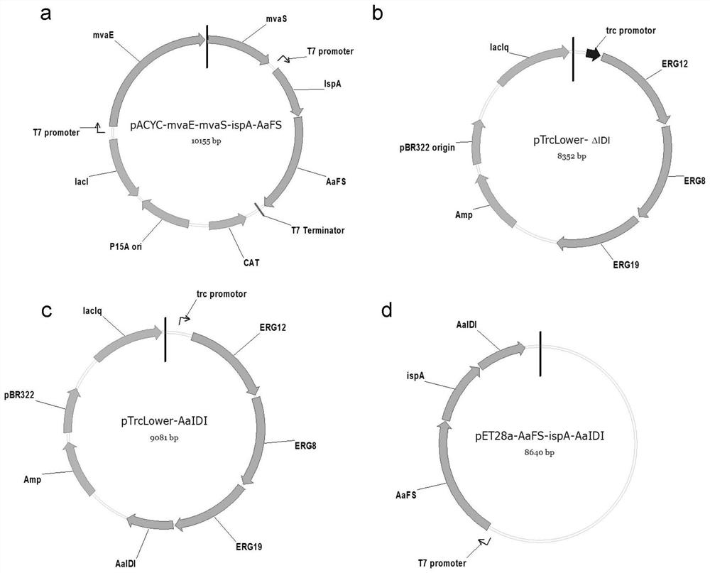 A kind of genetically engineered bacteria with high production of farnesene and its construction method and application