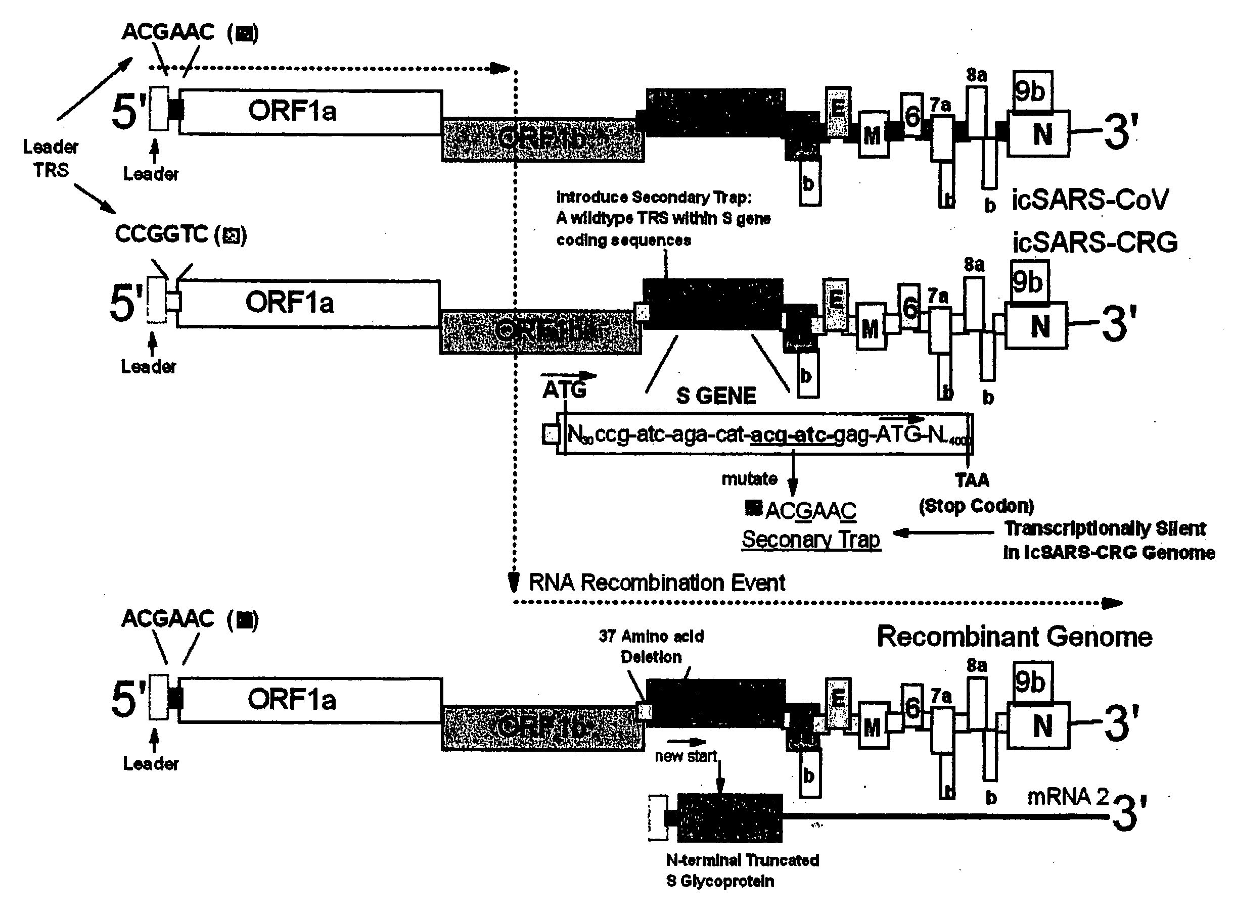 Methods and compositions for infectious cDNA of SARS coronavirus