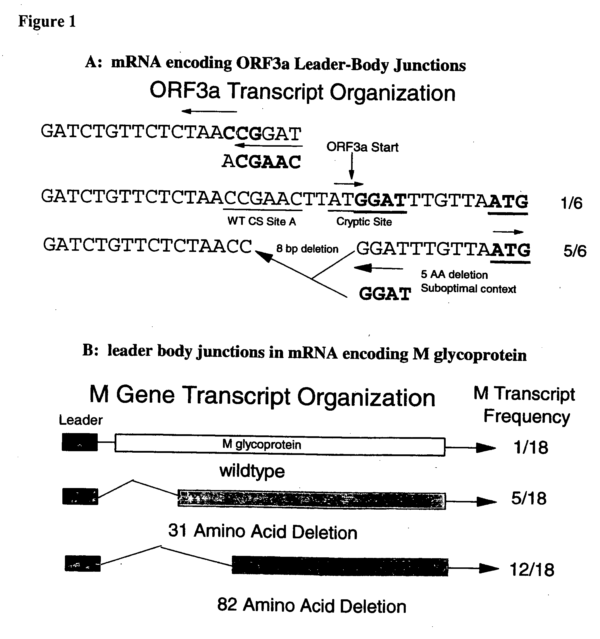 Methods and compositions for infectious cDNA of SARS coronavirus