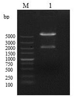 hn-vp233-221aa fusion protein and its preparation method and application