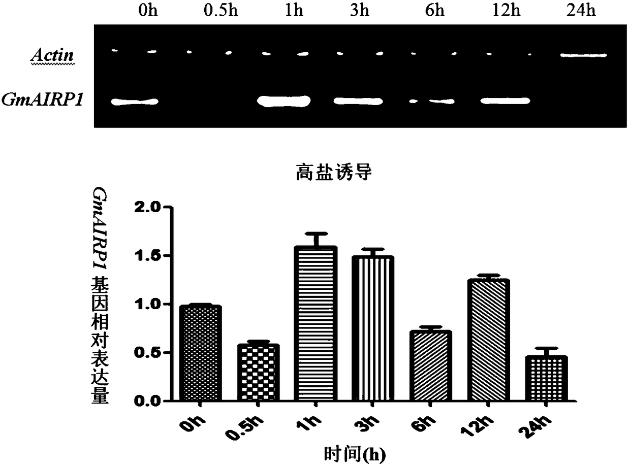 Soybean protein gmairp1 and its coding gene and application