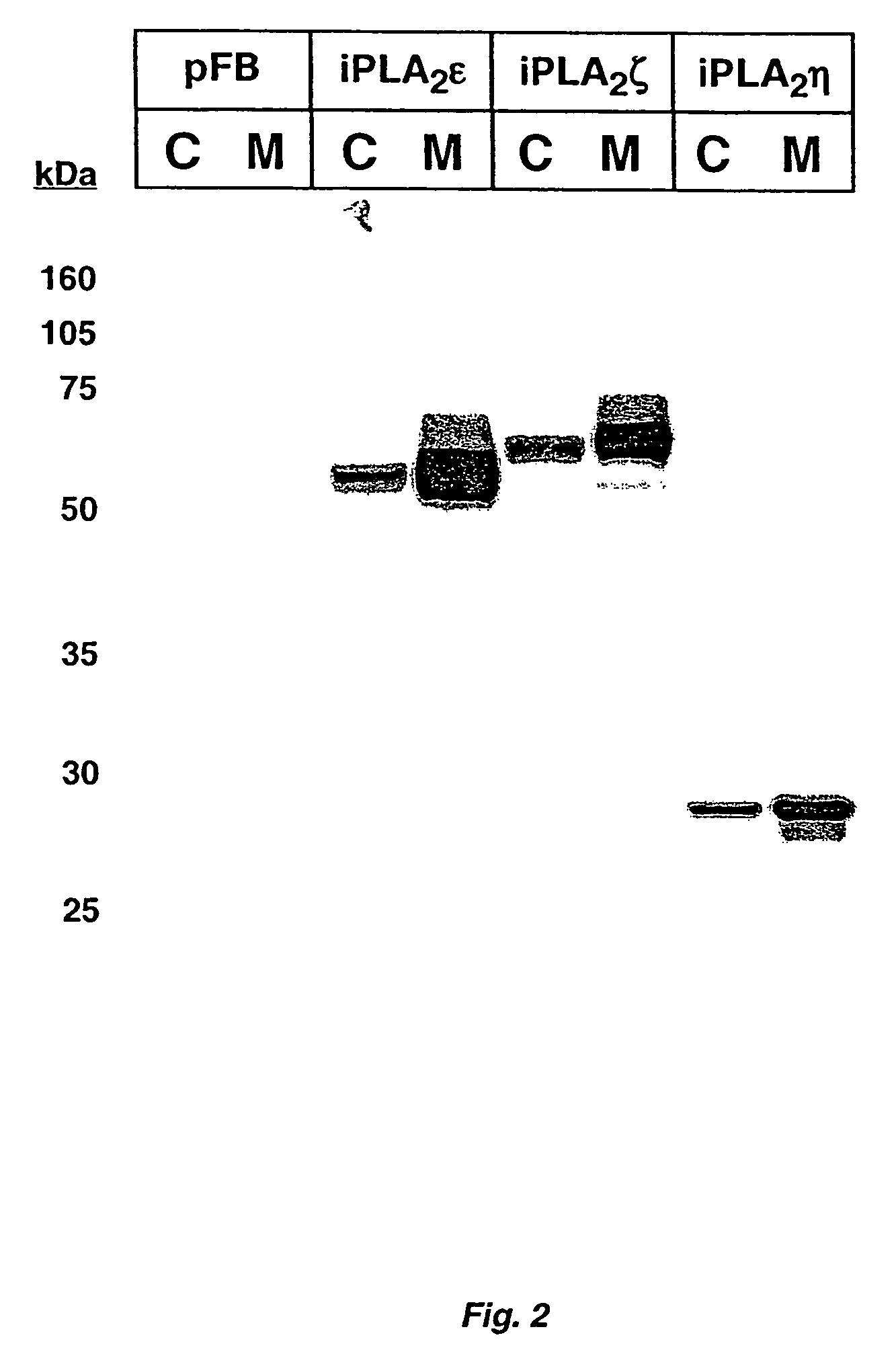 Identification, cloning, expression, and purification of three novel human calcium-independent phospholipase A2 family members possessing triacylglycerol lipase and acylglycerol transacylase activities