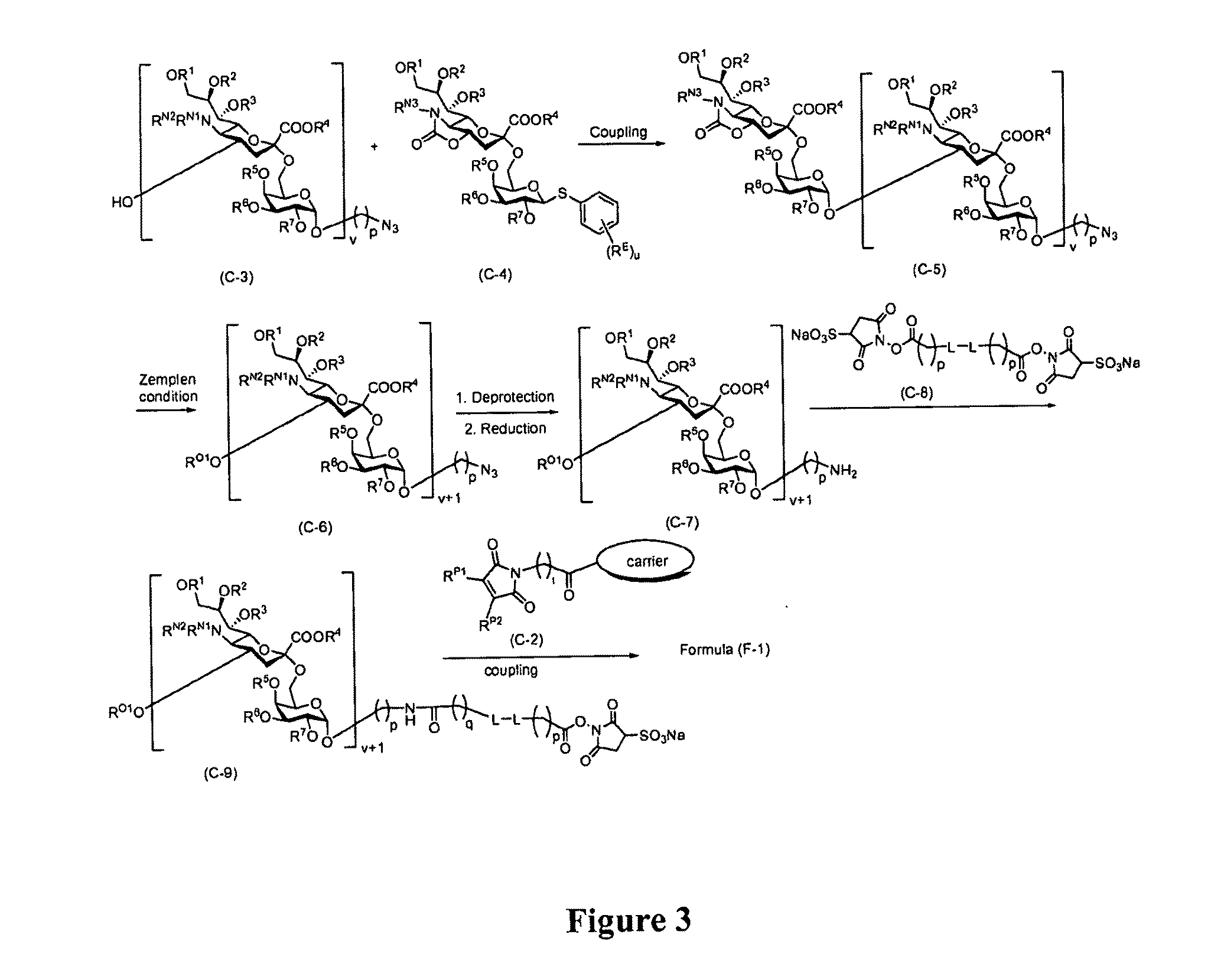 Glycan conjugates and use thereof