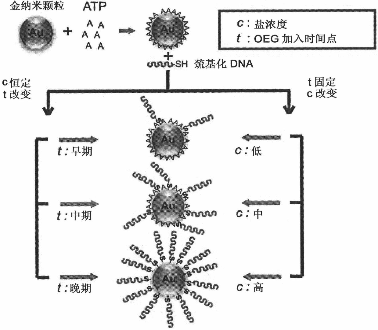 Method of manipulating the surface density of functional molecules on nanoparticles