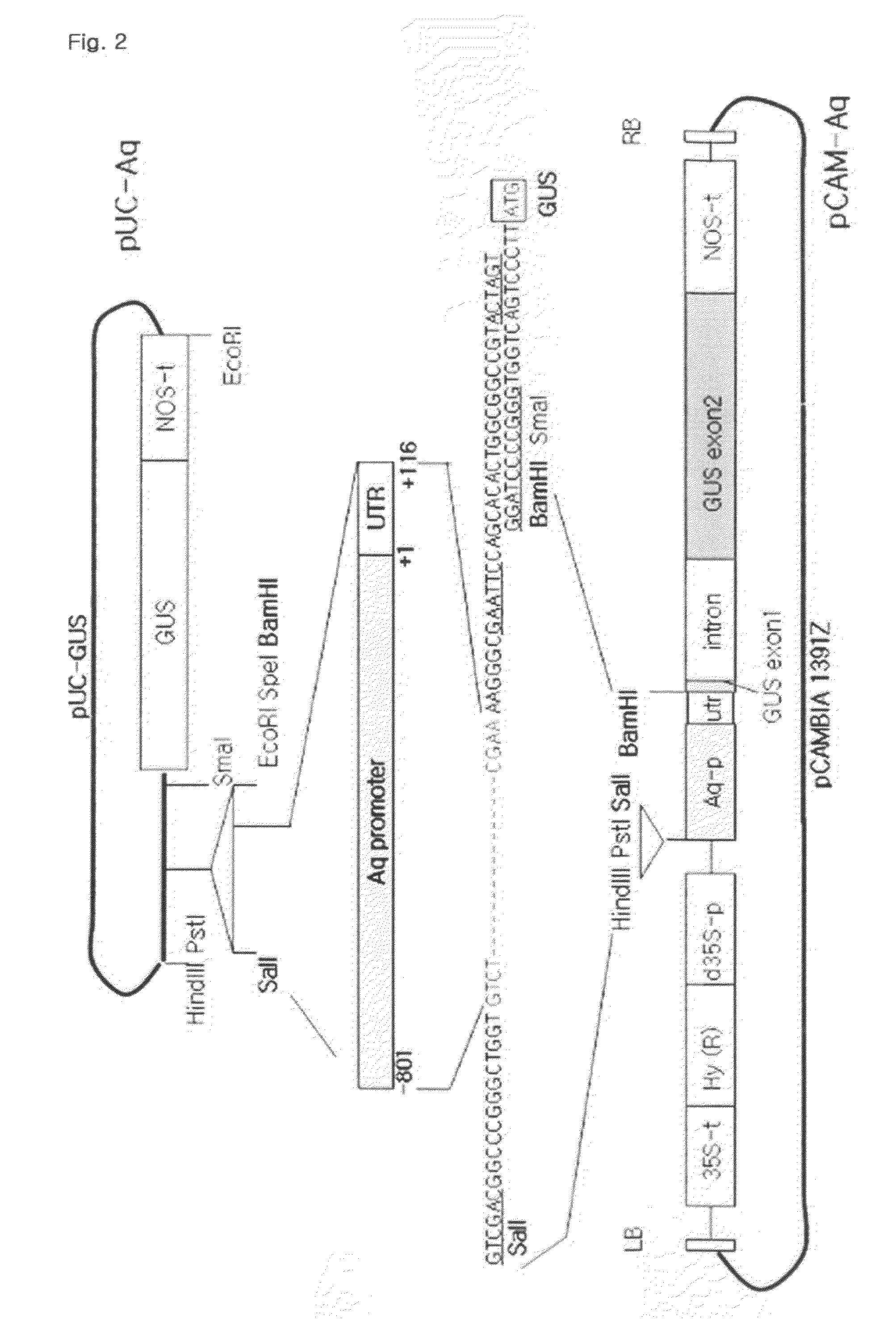 Root Specific expression promoter from Capsicum annuum aquaporin gene and uses thereof