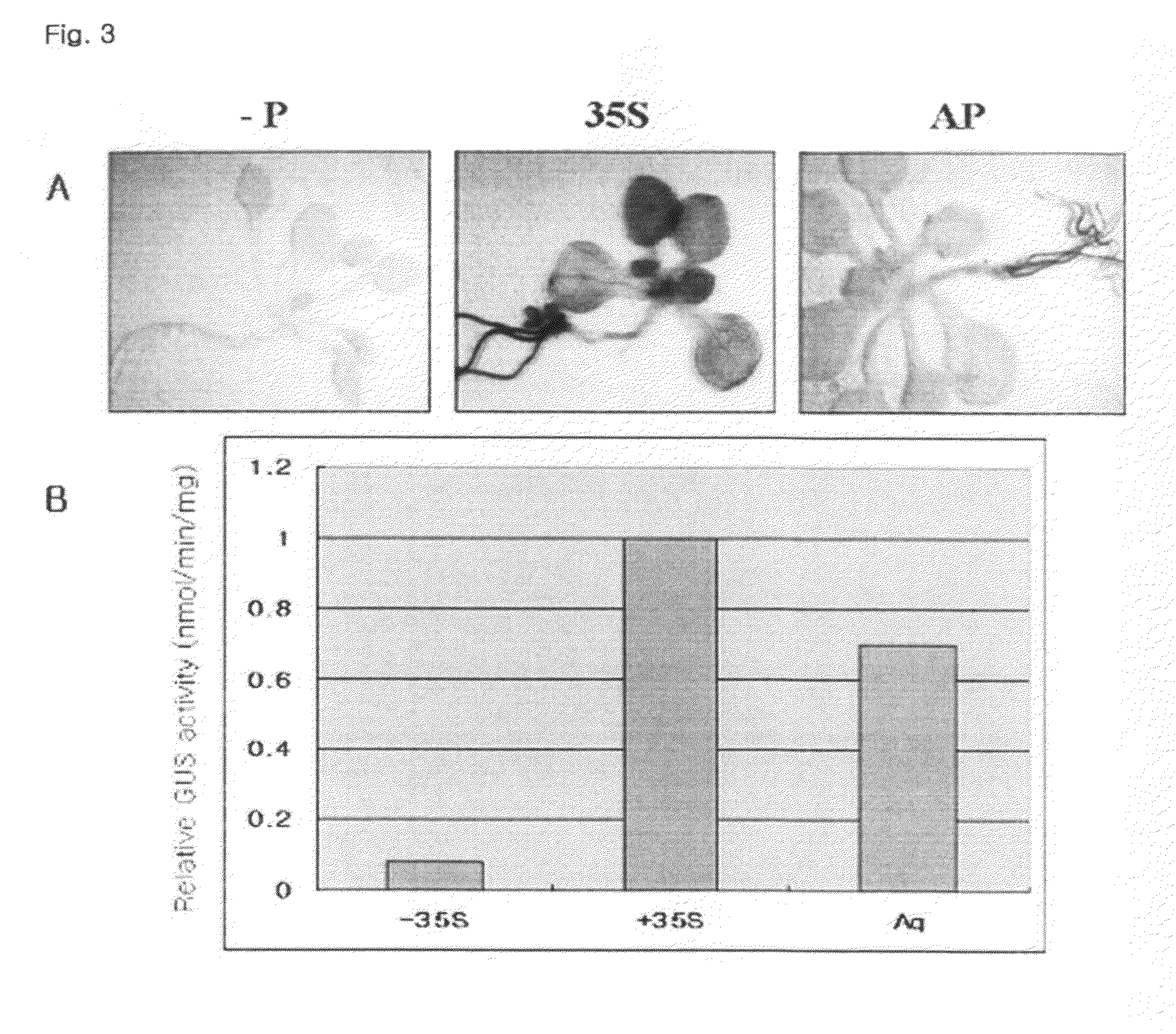 Root Specific expression promoter from Capsicum annuum aquaporin gene and uses thereof