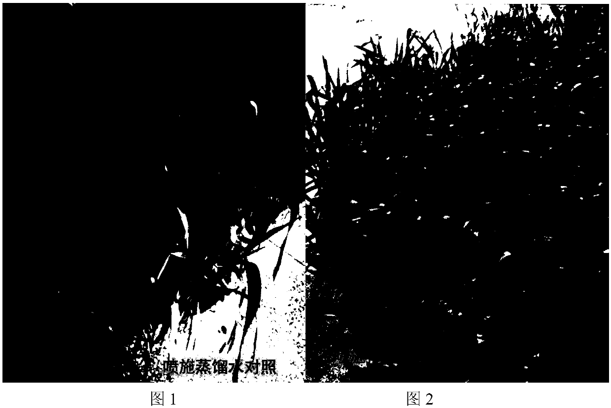 Application of hormones to cold resistance and disaster mitigation of booting stage wheat