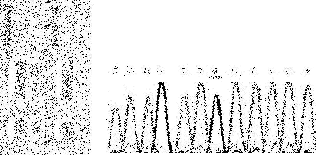 Method and kit for rapidly detecting single nucleotide polymorphisms (SNPs)