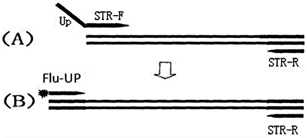 Microsatellite instability multiple detection system and kit