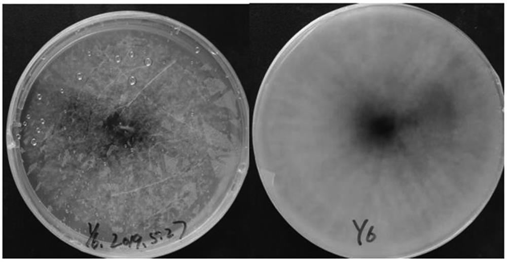 An endophytic fungus y6 that enhances the antioxidant capacity of casuarina under high-salt environment