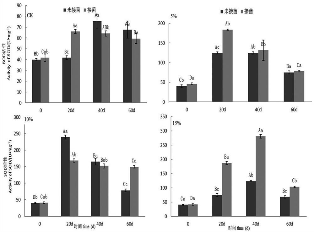 An endophytic fungus y6 that enhances the antioxidant capacity of casuarina under high-salt environment