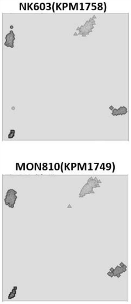 A method for specific detection of high-throughput transformants using KASP technology