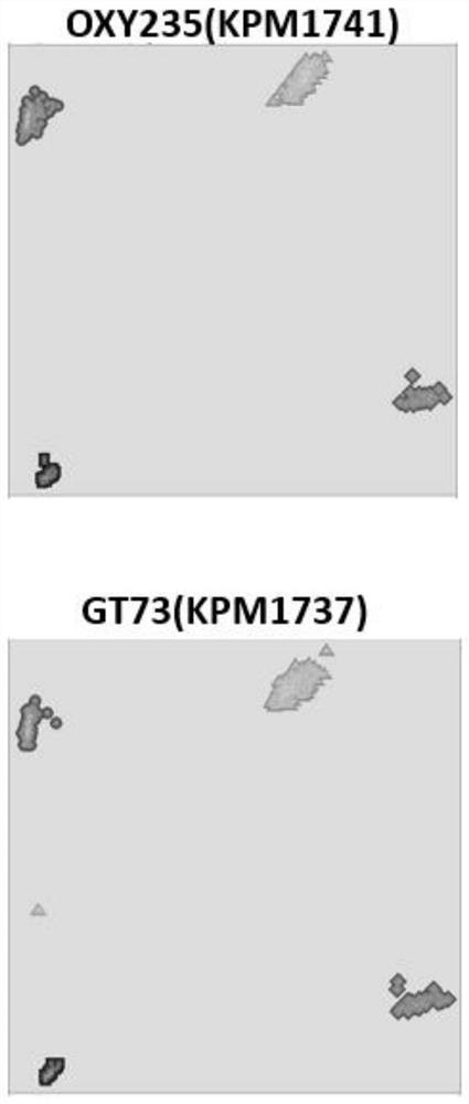 A method for specific detection of high-throughput transformants using KASP technology