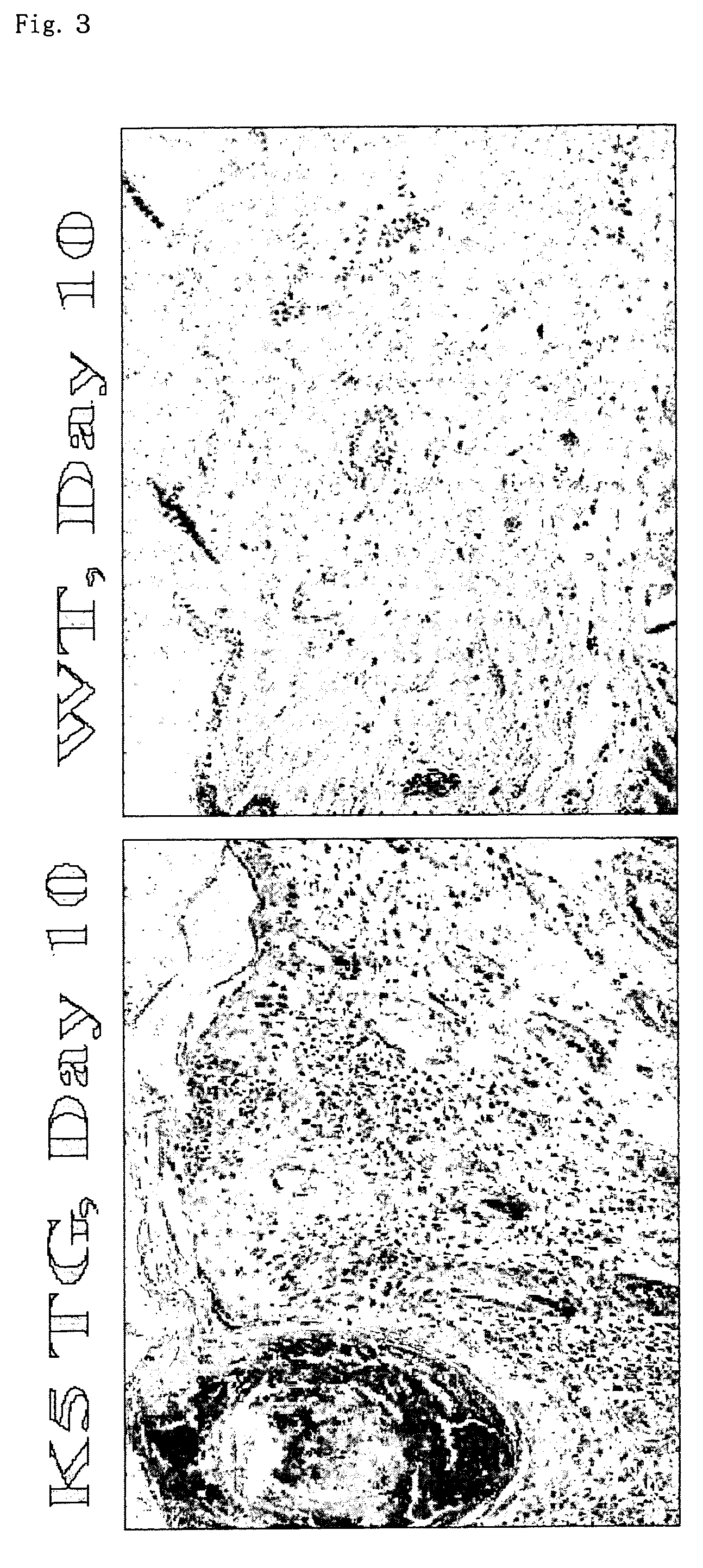 Preventive or therapeutic agents for dermatitis or alopecia, evaluation method of the agents, and transgenic mouse