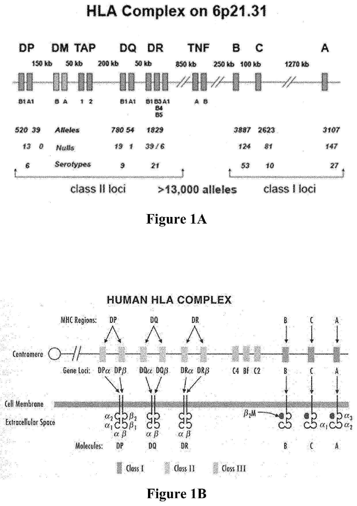 Improved Compositions And Methods For Viral Delivery Of Neoepitopes And Uses Thereof