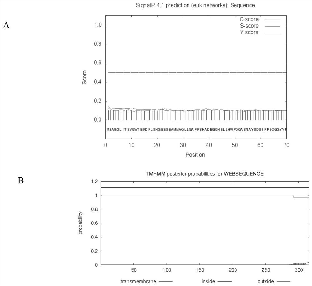 Application of stress resistance-related protein bhlh85 in regulating plant stress resistance