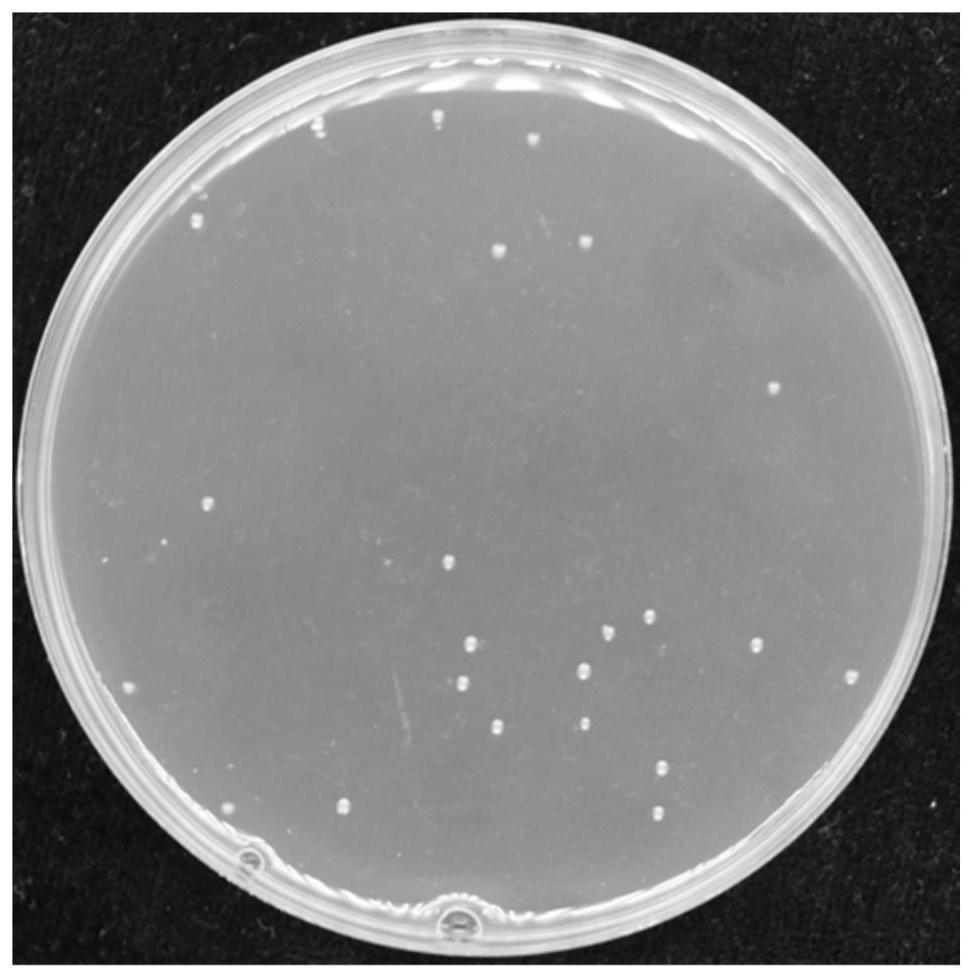 A strain of Providencia alcaligenes and its application in degrading tetracycline and producing auxin