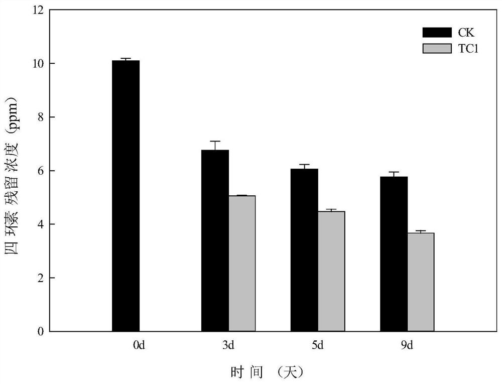 A strain of Providencia alcaligenes and its application in degrading tetracycline and producing auxin