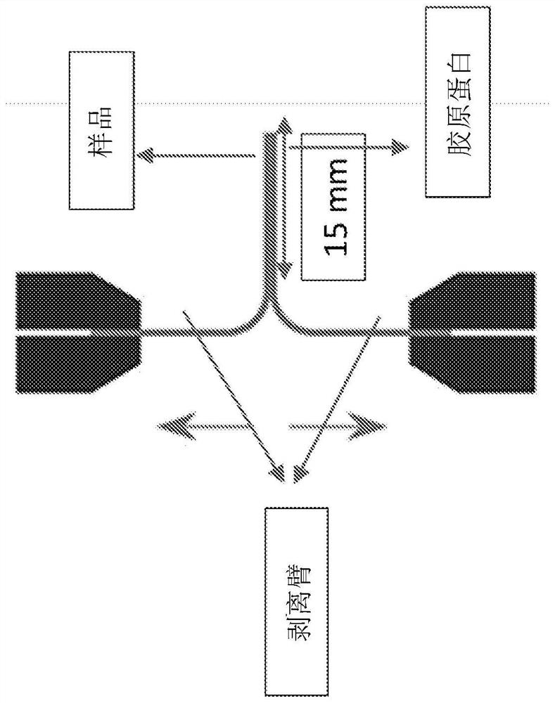 Tissue adhesive matrices and uses thereof