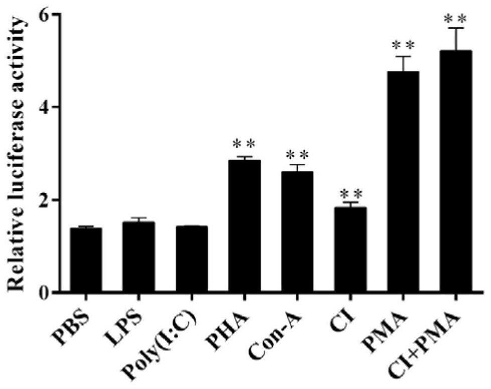 Pseudosciaena crocea interleukin 2 gene promoter sequence and application thereof