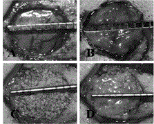 Bone defect regeneration and repair tissue-engineered bone, as well as construction method and application thereof