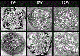 Bone defect regeneration and repair tissue-engineered bone, as well as construction method and application thereof