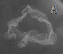 Bone defect regeneration and repair tissue-engineered bone, as well as construction method and application thereof